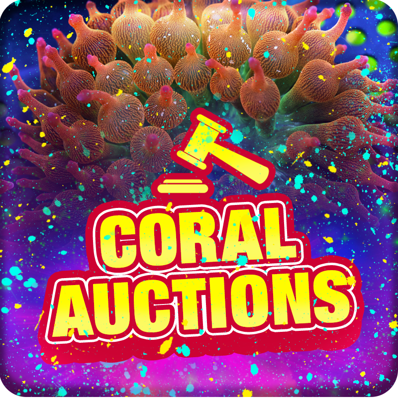 Auctions