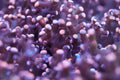 Frogspawn (TEST PRODUCT)