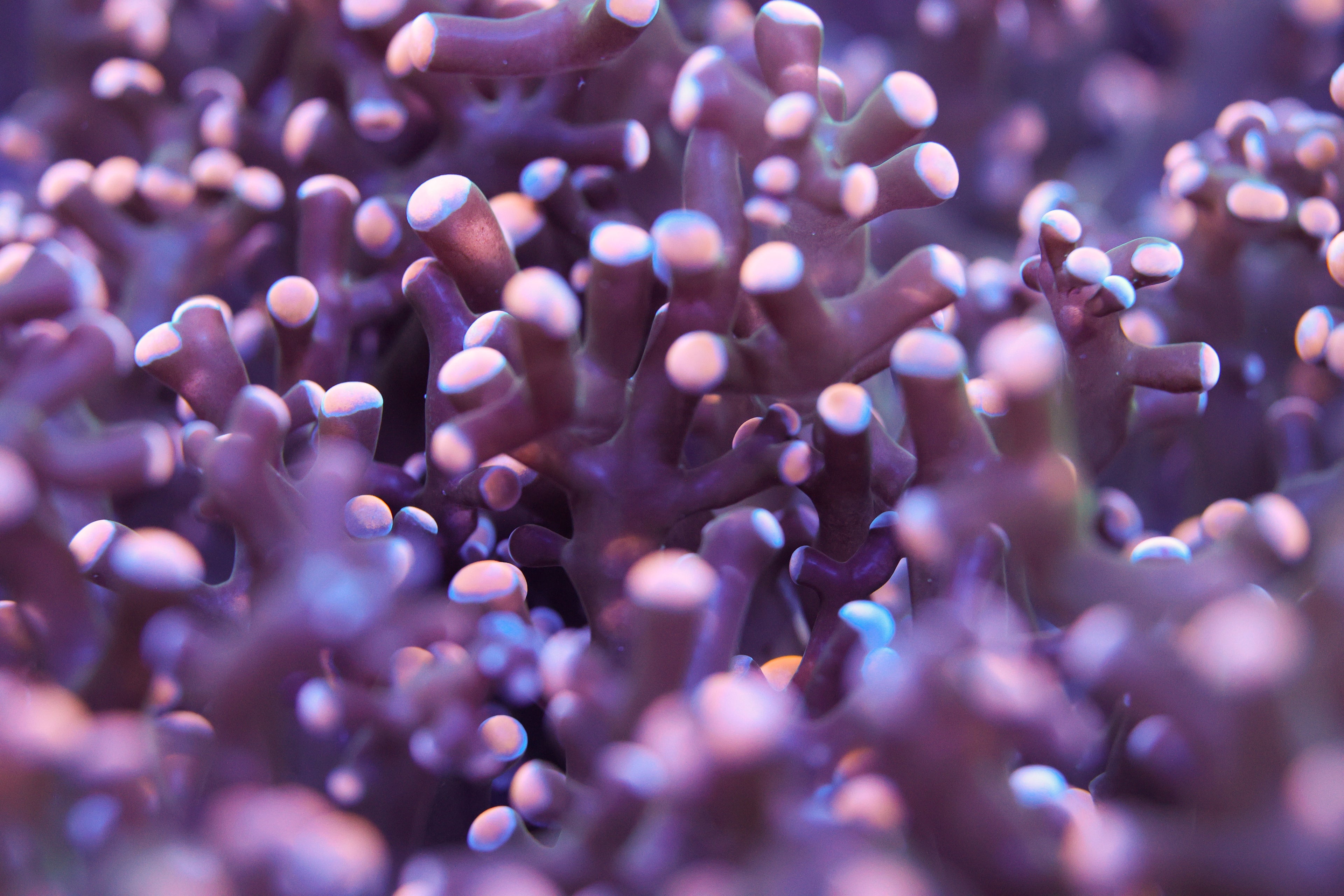 Frogspawn (TEST PRODUCT)