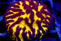 Black and Yellow Platygyra (TEST AUCTION)