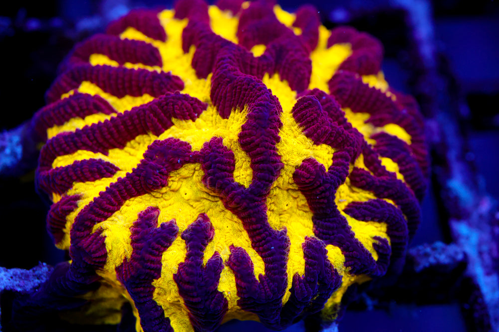 Black and Yellow Platygyra (TEST AUCTION)
