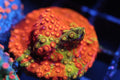 Circuit Breaker Cyphastrea (TEST AUCTION)