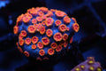 Bizarro Cyphastrea (TEST AUCTION)