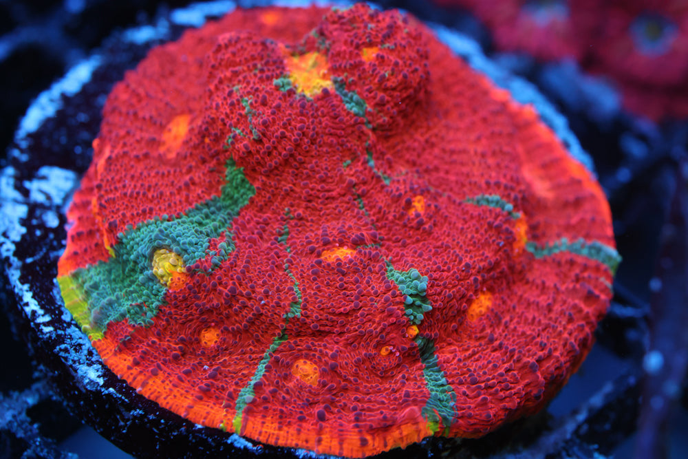 Rainbow Chalice (TEST AUCTION)