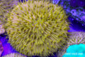Plate Coral (TEST PRODUCT)