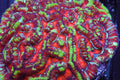 Rainbow Wilsoni (TEST PRODUCT)