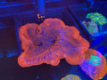 Carpet Nem (TEST PRODUCT)